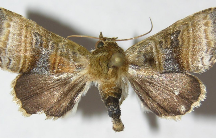Figura 1. Adulto de <i>Phuphena multilinea</i> (Noctuidae) mide 27 mm, posición vista dorsal dorsal (09-SRNP-31728-DHJ514666).