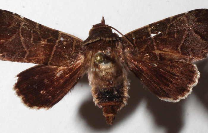 Figura 16. Adulto de Phuphena cilix, (Noctuidae), posición vista dorsal (hembra). (18-SRNP-31064-DHJ942016).
