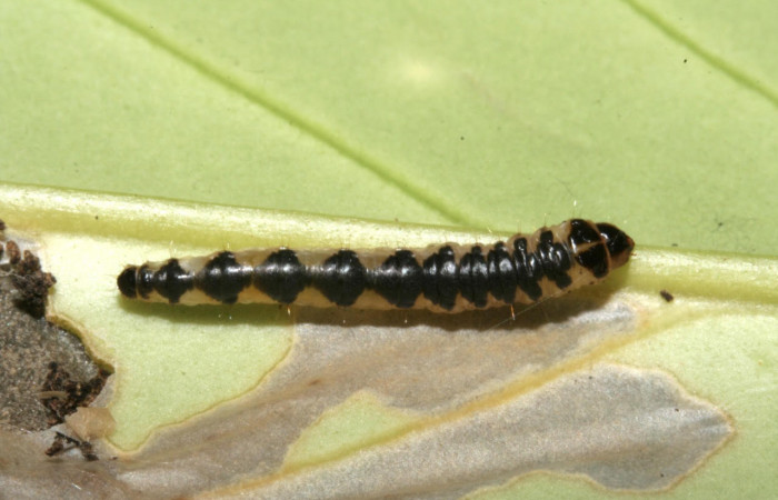 Figura. 12 Larva elachJanzen01 Janzen879 (Depressariidae), posición dorsal alimentándose en <i>Schiegelia fastigiata</i>, (Schlegeliaceae). (09-SRNP-42666-DHJ466616.jpg.