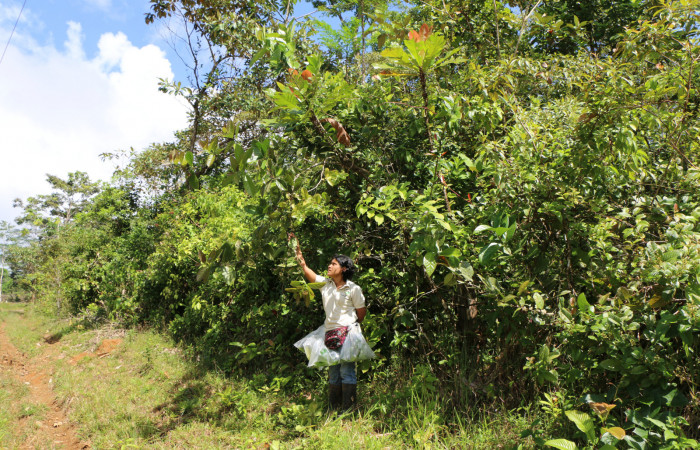 Figura. 1 Habitad, <i>Schiegelia fastigiata</i>, (Schlegeliaceae). Area de Conservación Guanacaste, Sector Rincón Rain Forest, Estación Leiva, Selva, (elevación 410 metros). Colectada el 12 Enero 2019. Foto, Jorge Hernández.