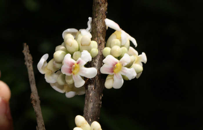 Figura. 7 Flores en racimo, <i>Schiegelia fastigiata</i>, (Schlegeliaceae). Area de Conservación Guanacaste, Sector Rincón Rain Forest, Estación Leiva, Selva, (elevación 410 metros). Colectada el 12 Enero 2019. Foto, Jorge Hernández.