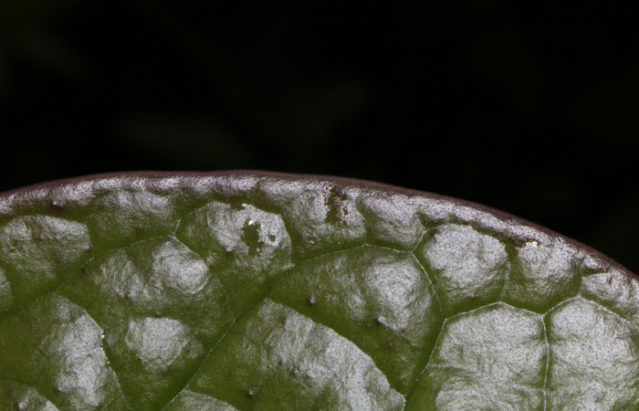 Figura. 4 Margen entero, <i>Schiegelia fastigiata</i>, (Schlegeliaceae). Area de Conservación Guanacaste, Sector Rincón Rain Forest, Estación Leiva, Selva, (elevación 410 metros). Colectada el 12 Enero 2019. Foto, Jorge Hernández.