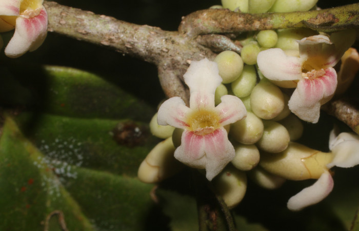 Figura. 9 Flores de frente, <i>Schiegelia fastigiata</i>, (Schlegeliaceae). Area de Conservación Guanacaste, Sector Rincón Rain Forest, Estación Leiva, Selva, (elevación 410 metros). Colectada el 12 Enero 2019. Foto, Jorge Hernández.