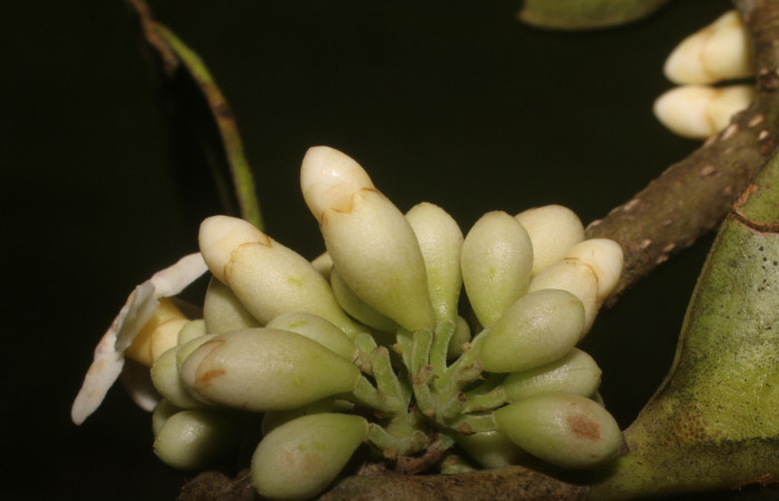 Figura. 10 Botones florales, <i>Schiegelia fastigiata</i>, (Schlegeliaceae). Area de Conservación Guanacaste, Sector Rincón Rain Forest, Estación Leiva, Selva, (elevación 410 metros). Colectada el 12 Enero 2019. Foto, Jorge Hernández.