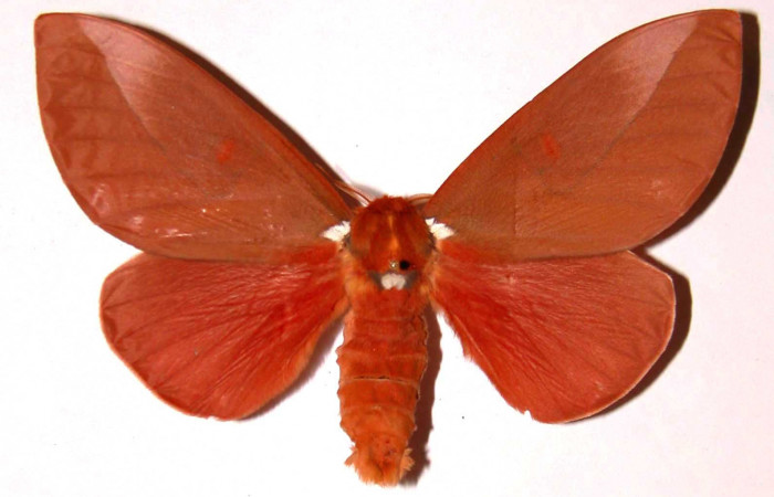 Figura 1. Adulto de hembra de <i>Schausiella santarosensis</i> (Saturniidae). vista dorsal. Voucher 01-SRNP-14905-DHJ36264.