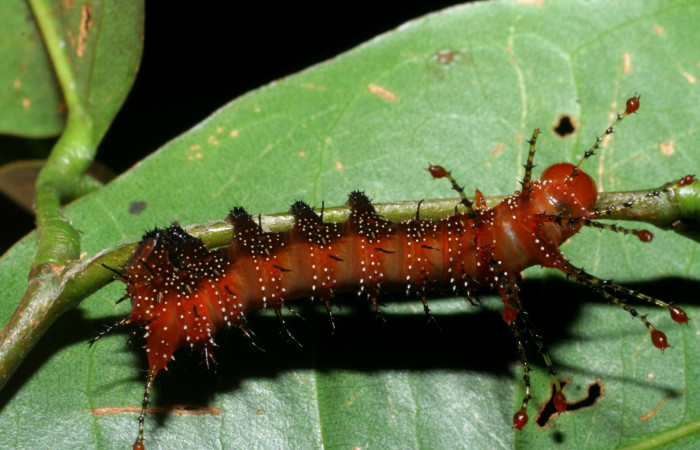 Figura 8. <i>Schausiella santarosensis</i> (Saturniidae) tercer estadio, vista lateral, Sector Santa Rosa Area Administrativa. Voucher 08-SRNP-12881-DHJ437751.jpg.