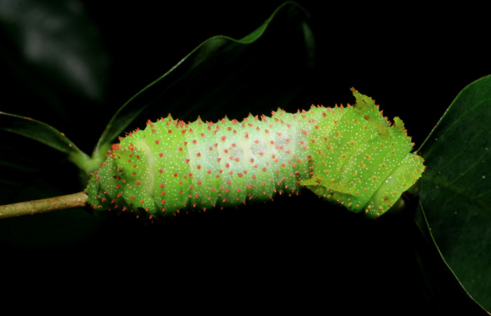 Figura 12. <i>Schausiella santarosensis</i> (Saturniidae) último estadio, posición dorsal, Sector Santa Rosa Area Administrativa. Voucher 08-SRNP-13461-DHJ437883.jpg.