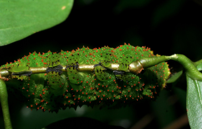 Figura 15. <i>Schausiella santarosensis</i> (Saturniidae) último estadio, posición ventral, Sector Santa Rosa Area Administrativa. Voucher 08-SRNP-13461-DHJ437886.jpg.