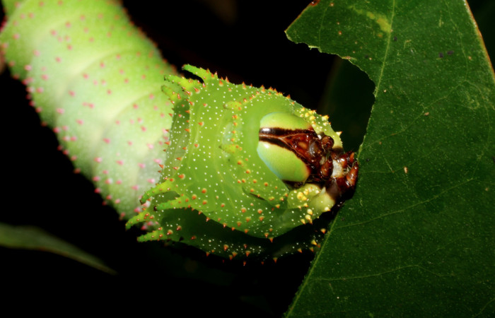 Figura 14. <i>Schausiella santarosensis</i> (Saturniidae) último estadio, posición frontal, Sector Santa Rosa Area Administrativa. Voucher 12-SRNP-13301-DHJ498724.jpg.