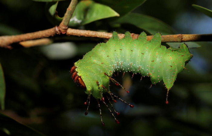 Figura 10. <i>Schausiella santarosensis</i> (Saturniidae) penúltimo estadio, posición lateral, Sector Santa, Luces. Voucher 13-SRNP-10102-DHJ499016.jpg.