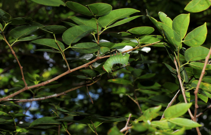 Figura 20. Planta hospedera de <i>Schausiella santarosensis</i> (Saturniidae) <i>Hymenaea courbaril</i> (Fabaceae). Sector Santa Rosa, Luces. Voucher 13-SRNP-10102-DHJ499018.jpg.