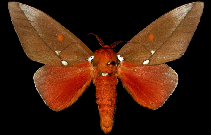 Figura 18. Adulto macho de <i>Schausiella santarosensis</i> (Saturniidae) vista dorsal. Voucher 83-SRNP-509v-DHJ31339.jpg.