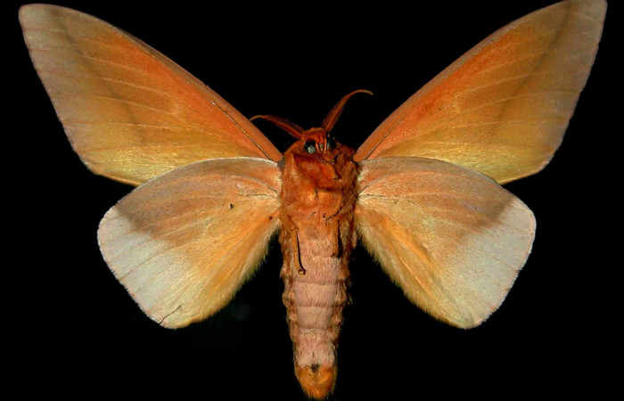 Figura 19. Adulto hembra de <i>Schausiella santarosensis</i> (Saturniidae) vista ventral. Voucher 83-SRNP-509v-DHJ31340.jpg.