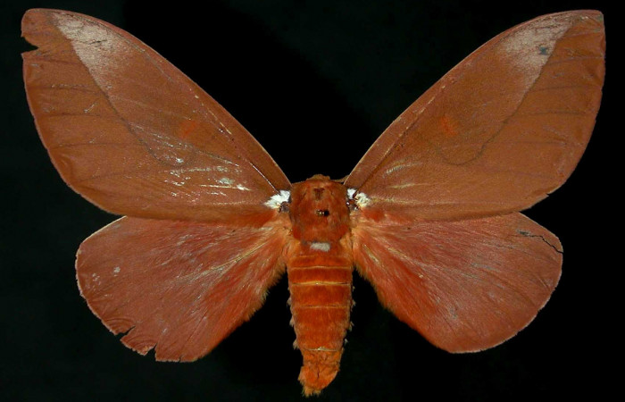 Figura 16. Adulto hembra de <i>Schausiella santarosensis</i> (Saturniidae) vista dorsal. Voucher 96-SRNP-2032-DHJ31343.jpg.  