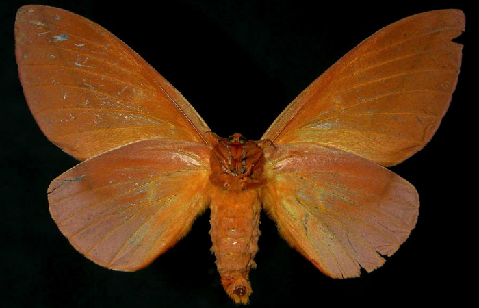 Figura 17. Adulto hembra de <i>Schausiella santarosensis</i> (Saturniidae) vista ventral. Voucher 96-SRNP-2032-DHJ31344.jpg.