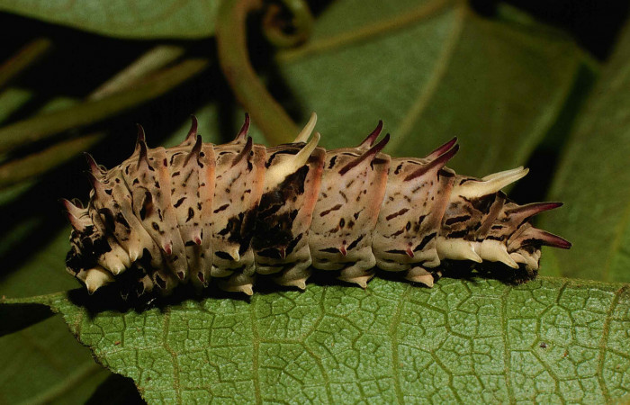 Figura 6. Posición lateral de <i>Parides zestos</i>, familia (Papilionidae). Voucher 00-SRNP-164-DHJ52514.