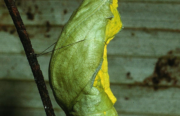 Figura 9. Pupa de <i>Parides zestos</i>  en posición dorsal, familia (Papilionidae). 03-SRNP-6082-DHJ74099.