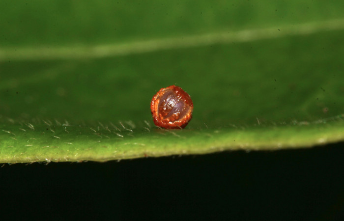 Figura 1. Huevo de <i>Parides zestos</i>, familia (Papilionidae), Voucher. 17-SRNP-31310-DHJ736920.