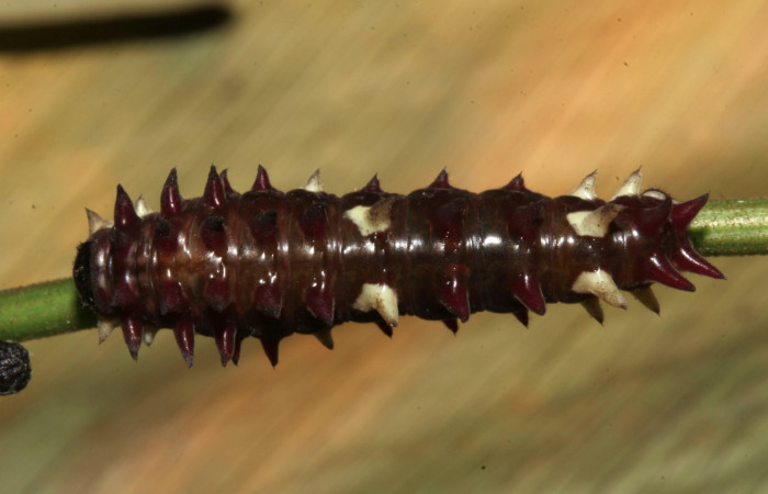 Figura 3. Posición dorsal de <i>Parides zestos</i>, familia (Papilionidae). Voucher 17-SRNP-31310-.DHJ739130.