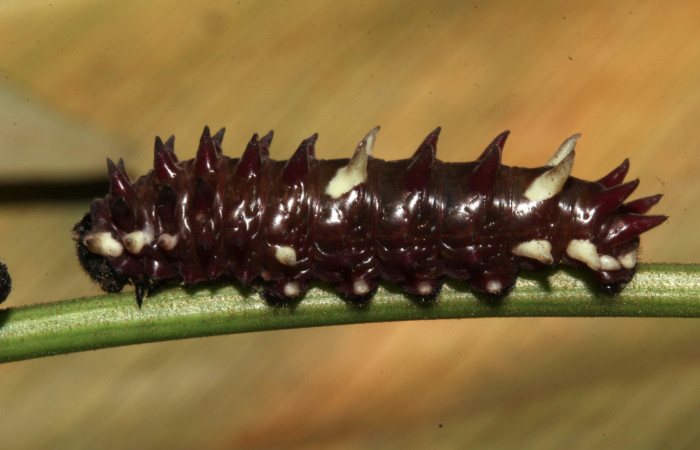 Figura 2. Posición lateral de <i>Parides zestos</i>, familia (Papilionidae). 17-SRNP-31310-DHJ739131.