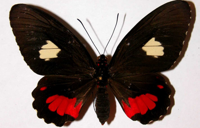 Figura 13. Adulto de <i>Parides zestos</i> posición dorsal,  familia, (Papilionidae). 93-SRNP-427-DHJ38738.