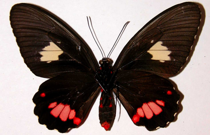Figura 14. Adulto de <i>Parides zestos</i> posición ventral, familia, (Papilionidae).93-SRNP-427-DHJ38739.