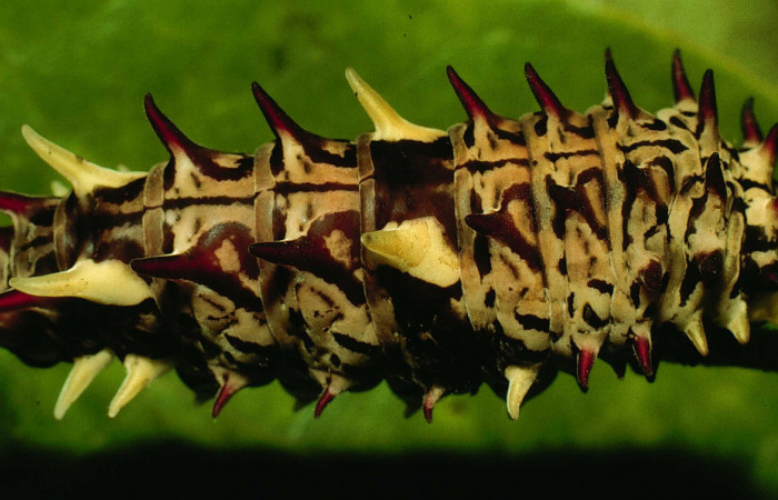Figura 5. Posición dorsal de <i>Parides zestos</i>, familia (Papilionidae). Voucher 95-SRNP-6067-DHJ23861.