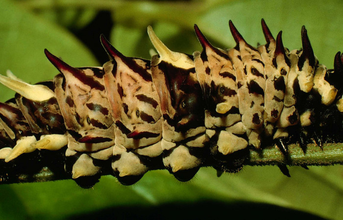 Figura 4. Posición lateral de <i>Parides zestos</i>, familia (Papilionidae). Voucher 95-SRNP-6067-DHJ23862.