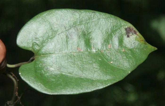 Figura 15. Hoja de planta <i>Aristolochia tonduzii,</i> (Aristolochiaceae), hospedera de la larva <i>Parides zestos</i>, Papilionidae. Foto, Jorge Hernández.