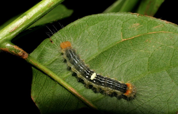  cola de <i>Ceroctena amynta</i> (Erebidae), PU estadio. Sector Del Oro, Quebrada Trigal. Voucher 07-SRNP-22706-DHJ426653.jpg.