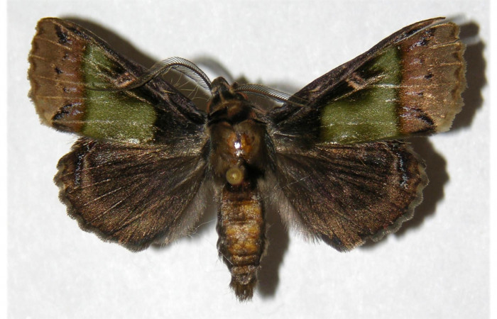  Adulto macho en posición dorsal de <i>Ceroctena amynta</i> (Erebidae). Sector San Cristóbal, Vado Rio cucaracho. Voucher 98-SRNP-15125-DHJ315422.