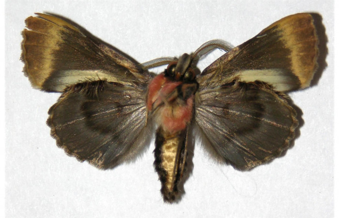  Adulto macho en posición ventral de <i>Ceroctena amynta</i> (Erebidae). Sector San Cristóbal, Vado Rio cucaracho. Voucher 98-SRNP-15125-DHJ315423.

