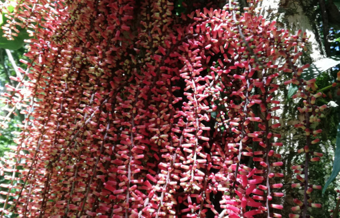  inflorescencia de <i>Guarea rhopalocarpa</i> Meliaceae), planta hospedera de <i>Ceroctena amynta</i> (Erebidae). Sector San Cristóbal, Sendero Perdido. Foto, Gloria Siezar, 20 de Febrero 2019.
