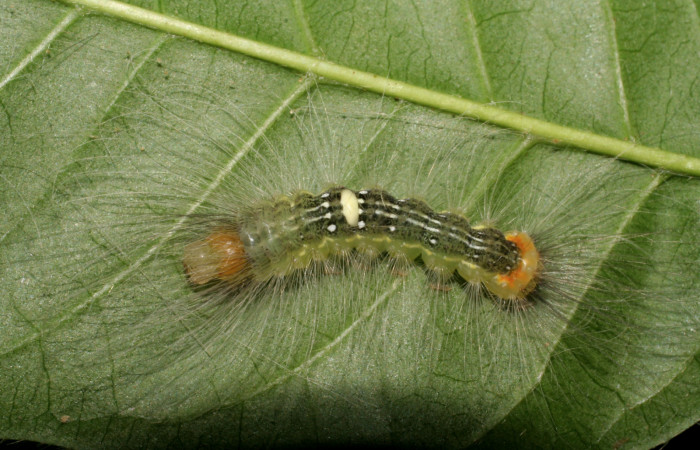  Larva en posición lateral entero de <i>Ceroctena amynta</i> (Erebidae), PU estadio. Sector Del Oro, Quebrada Trigal. Voucher 07-SRNP-22705-DHJ426650.jpg.