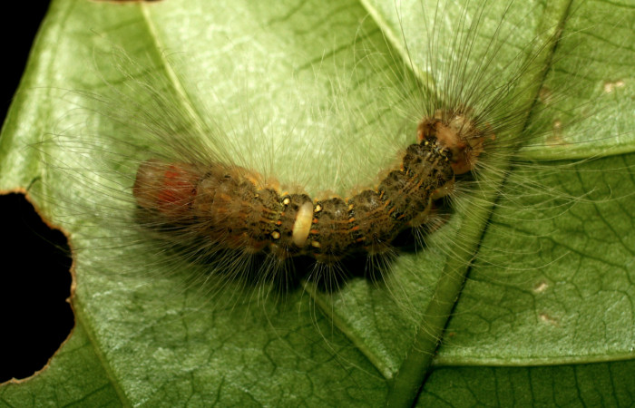  Larva en posición dorsal entero de <i>Ceroctena amynta</i> (Erebidae), PU estadio. Sector Pitilla, Pasmompa. Voucher 08-SRNP-32126-DHJ445755.jpg.