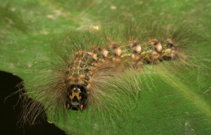  Cabeza de larva en posición frontal de <i>Ceroctena amynta</i> (Erebidae), U estadio. Sector Rincon Rain Forest, Sendero Juntas. Voucher 08-SRNP-40712-DHJ441958.jpg.