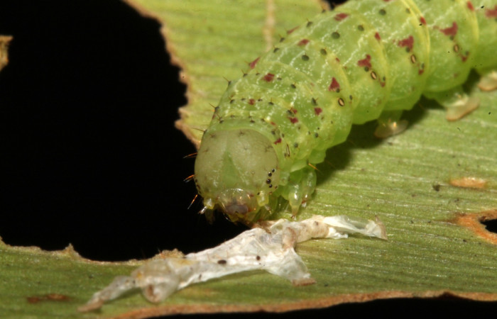 Figura 10. Larva <i>Dusponera fannia</i> (Erebidae), Cuarto estadio posición frontal la cabeza, Mide 35 mm aproximadamente. Planta hospedera <i>Alsophila firma</i> (Cyatheaceae). Voucher: 14-SRNP-44574-DHJ724247.jpg.