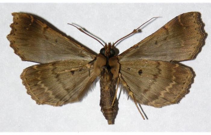 Figura 12. adulto <i>Dusponera fannia</i> (Erebidae), posición ventral Mide 48 mm aproximadamente. Voucher: 04-SRNP-34272-DHJ315851.