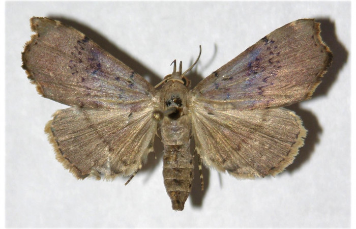 Figura 15. adulto <i>Dusponera Poole01</i> (Erebidae), posición dorsal Mide 33 mm aproximadamente. Voucher:05-SRNP-22739-DHJ319642.
