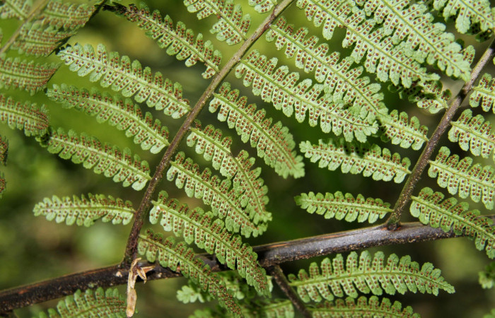 Figura 19. Planta <i>Alsophila firma</i> (Cyatheaceae), posición ramas. Foto tomada el 24julio2019 por Jose Perez, mide 3 metros aproximadamente.