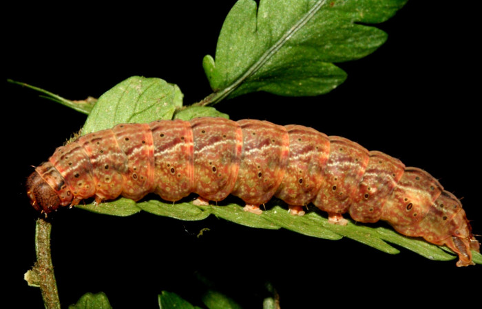 Figura 2. Larva <i>Dusponera fannia</i> (Erebidae), Último estadio posición lateral, mide 35 mm aproximadamente. Planta hospedera <i>Alsophila firma</i> (Cyatheaceae). Voucher: 10-SRNP-2160-DHJ470546.jpg.