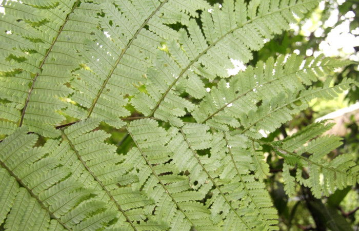 Figura 20. Planta <i>Alsophila firma</i> (Cyatheaceae), posición ramas. Foto tomada el 24 julio 2019 por Jose Perez, mide 3 metros aproximadamente.