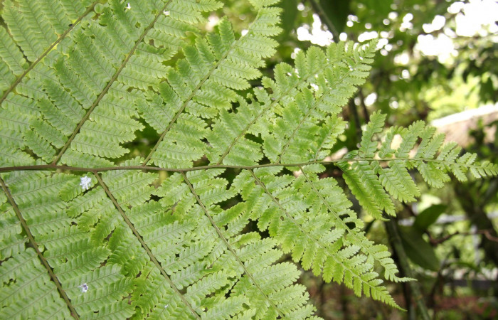 Figura 21. Planta <i>Alsophila firma</i> (Cyatheaceae), posición hojas. Foto tomada el 24julio2019 por Jose Perez, mide 3 metros aproximadamente.