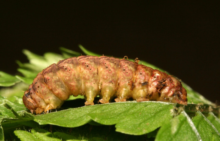 Figura 6. Larva <i>Dusponera fannia</i> (Erebidae), Último estadio posición lateral, mide 35 mm aproximadamente. Planta hospedera <i>Alsophila firma</i> (Cyatheaceae). Voucher: 11-SRNP-40367-DHJ482725.jpg.Figura 6. Larva <i>Dusponera fannia</i> (Erebidae), Último estadio posición lateral, mide 35 mm aproximadamente. Planta hospedera <i>Alsophila firma</i> (Cyatheaceae). Voucher: 11-SRNP-40367-DHJ482725.jpg.