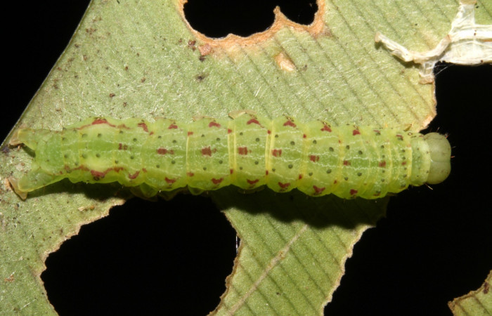 Figura 9. Larva <i>Dusponera fannia</i> (Erebidae), Cuarto estadio posición dorsal, mide 35 mm aproximadamente. Planta hospedera <i>Alsophila firma</i> (Cyatheaceae). Voucher: 14-SRNP-44574-DHJ724245.jpg.