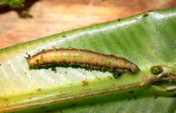 Figura 14. Larva <i>Dusponera</i> Poole01 (Erebidae), último estadio posición dorsal, Mide 30 mm aproximadamente. Planta hospedera <i>Asplenium serratum</i> (Aspleniaceae). Voucher:05-SRNP-22741-DHJ403667.jpg.