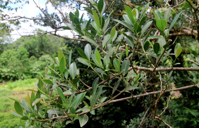 Figura 10. <i>Sarcopera sessiliflora</i> (Marcgraviaceae) planta hospedera de <i>Menander menander</i> (Riodinidae), San Cristobal, agosto 2019.