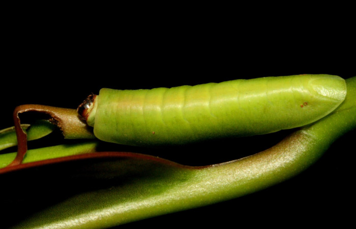 Figura 2. Larva de <i>Menander menander</i> (Riodinidae) penúltimo estadio, posición dorsal. Voucher:11-SRNP-3813-DHJ486930.jpg.
