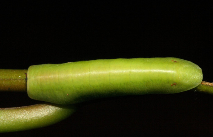 Figura 3. Larva de <i>Menander menander</i> (Riodinidae) penúltimo estadio, posición dorsal. Voucher:11-SRNP-3813-DHJ486921.jpg.
