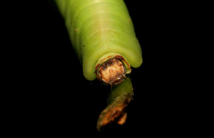 Figura 4. Larva de <i>Menander menander</i> (Riodinidae) penúltimo estadio, posición frontal. Voucher:11-SRNP-3813-DHJ486924.jpg.